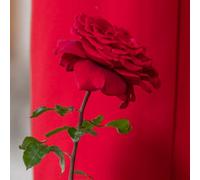 Yougarden Harkness Rose 'forever In Our Hearts', Hybrid Tea Rich Red Fragrant Repeat Flowering, 4 Litre Pot