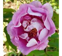 YouGarden Harkness Rose 'Forget You Not' ™, Established Rose in 4L Pot, Ready to Plant, Summer to Autumn Flowering Rose, Pink Flowers for Pots, Beds, and Borders