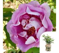 Yougarden Harkness Rose 'forget You Not' ™, Gift Wrapped Established Rose In 4L Pot, Ready To Plant, Summer To Autumn Flowering Rose, Pink F