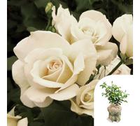 YouGarden Harkness Rose 'Friendship' ™, Gift Wrapped Established Plant in 4 Litre Pot, Ready to Plant, For Pots, Beds, and Borders