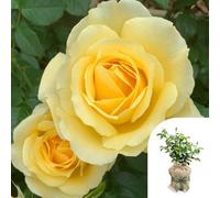 YouGarden Harkness Rose 'Golden 50th Wedding Wrapped, in 4 Litre Pot