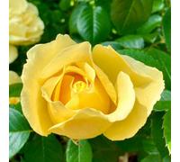 Yougarden Harkness Rose 'golden 50Th Wedding Anniversary' In 4 Litre Pot