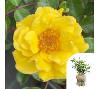 Yougarden Harkness Rose 'golden Patio', Gift Wrapped Established Plant In 4 Litre Pot, Ready To Plant, For Pots, Beds, And Borders