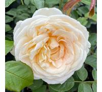 Yougarden Harkness Rose 'happy Birthday Cream' ™ 4 Litre Pot