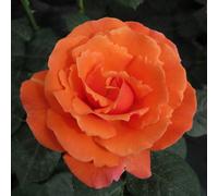 Yougarden Harkness Rose 'happy Birthday Orange' ™, Celebration Gift Rose, Established Plant In 4 Litre Pot, Fragrant Orange Roses, For Pots,