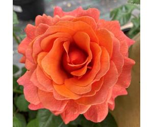 YouGarden Harkness Rose 'Happy Birthday Orange' ™, Gift Wrapped Celebration Gift Rose, Established Plant in 4 Litre Pot, Fragrant Orange Roses, For Pots, Beds, and Garden Borders
