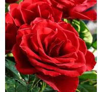 YouGarden Harkness Rose 'Happy Birthday Red' ™, Gift Wrapped Established Plant 4 Litre Pot, Ready to Plant, Fragrance Red Roses, Grow in Gardens, Borders and Patio Pots
