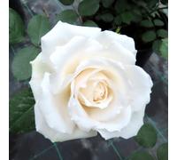 YouGarden Harkness Rose 'Happy Birthday White' ™, 4 Litre Pot, Established Gift Rose, Ready to Plant