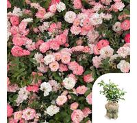 YouGarden Harkness Rose 'Happy Retirement' ™, Gift Wrapped 4 Litre Pot, Ready to Plant