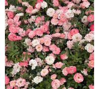 YouGarden Harkness Rose 'Happy Retirement' ™, Gift Wrapped 4 Litre Pot, Ready to Plant