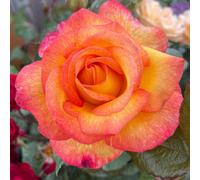 Yougarden Harkness Rose 'happy & Safe Diwali', Gift Wrapped Established Plant In 4 Litre Pot, Hybrid Tea Bush, Yellow Red Pink Scented Ready