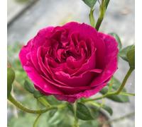 Yougarden Harkness Rose 'harkness Heritage' , Climbing Deep Pink Purple Repeat Flowering Established 4 Litre Pot