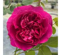 YouGarden Harkness Rose 'Harkness Heritage' ®, Climbing Deep Pink Purple Repeat Flowering Established 4 Litre Pot
