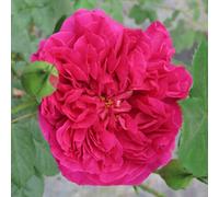 Yougarden Harkness Rose 'harkness Heritage' , Gift Wrapped Climbing Deep Pink Purple Repeat Flowering Established 4 Litre Pot