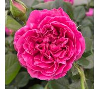 YouGarden Harkness Rose 'Highclere Castle' ®, 3-4L Potted, Ready to Plant