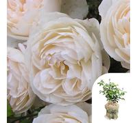 YouGarden Harkness Rose 'Home Sweet Home', Gift Wrapped Established Rose in 3-4 Litre Pot, Ready to Plant, Fragrant Shrub Rose for Pots, Beds, and Borders, Summer to Autumn Flowering Creamy Apricot