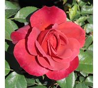 YouGarden Harkness Rose Hot Chocolate 3L- 4L Pot