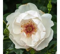 YouGarden Harkness Rose 'Jacqueline Du Pre' ®, Shrub 4 Litre Pot Blush White Semi Double Light Musk Ready To Plant