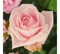 YouGarden Harkness Rose 'Jane Austen's Emma' ®, Gift Wrapped 4 Litre Potted, Established Rose Ready to Plant