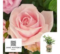 Yougarden Harkness Rose 'jane Austen's Emma' , Gift Wrapped 4 Litre Potted, Established Rose Ready To Plant, Charity Variety