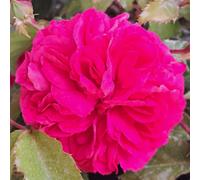 Yougarden Harkness Rose 'jane Austen's Persuasion' In 4 Litre Pot, Gift Wrapped Established Plant, Ready To Grow, Deep Pink Scented Florib