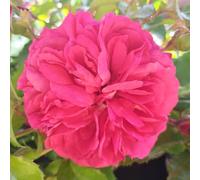 YouGarden Harkness Rose 'Jane Austen's Persuasion' ® in 4 Litre Pot, Gift Wrapped Established Plant, Ready to Grow, Deep Pink Scented Floribunda Ready To Plant