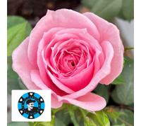 Yougarden Harkness Rose 'jennifer Rose Sell' 4 Litre Potted