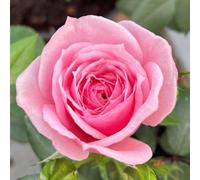 YouGarden Harkness Rose 'Jennifer Rose Sell' 4 Litre Potted