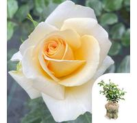 Yougarden Harkness Rose 'john Ystumllyn' , Gift Wrapped Established Rose 4 Litre Pot, Ready To Plant, For Beds, Borders, And Pots