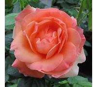 YouGarden Harkness Rose 'Lady Marmalade' ®, 4 Litre Potted, Ready for Planting