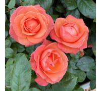 Yougarden Harkness Rose 'lady Marmalade' , Gift Wrapped 4 Litre Potted, Ready For Planting