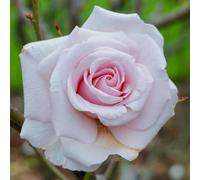 Yougarden Harkness Rose 'lovingly Remembered', 1 X 4 Litre Pot, Shell Pink Fragrant Repeat Flowering Shrub, Ready To Plant