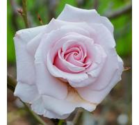 YouGarden Harkness Rose 'Lovingly Remembered', 1 x 4 Litre Pot, Shell Pink Fragrant Repeat Flowering Shrub, Ready To Plant