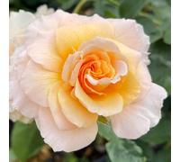 YouGarden Harkness Rose 'Marjorie Marshall' 3 Litre Pot