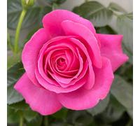 YouGarden Rose Mum You are One in a Million (4L Pot) 4L Pot Pink