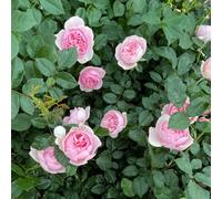 Yougarden Harkness Rose 'natasha Richardson' , 4L Potted