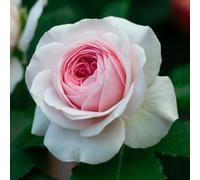 YouGarden Harkness Rose 'Octavia Hill' ®, Established 4 Litre Pot, Warm Pink, Spicy Scent, Repeat Flowering Shrub