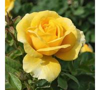 YouGarden Harkness Rose 'Our John' ®, Gift Wrapped 4 Litre Pot, Ready To Be Planted Out