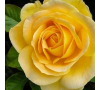 Yougarden Harkness Rose 'our John' , Gift Wrapped 4 Litre Pot, Ready To Be Planted Out