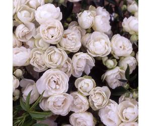 YouGarden Harkness Rose 'Paper 1st Wedding Anniversary' ®, Established Rose in 4 Litre Pot, Ready to Plant, White Flowers for Pots, Beds, and Borders