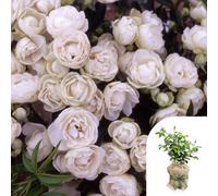 Yougarden Harkness Rose 'paper 1St Wedding Anniversary' , Gift Wrapped Established Rose In 4 Litre Pot, Ready To Plant.