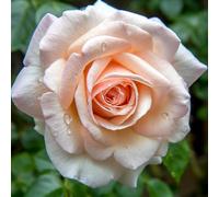YouGarden Harkness Rose 'Pearl Abundance', 4 Litre Potted, Ready to Plant