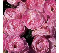 YouGarden Harkness Rose 'Pearl Wedding 30th Anniversary' ®, Established Rose in 4 Litre Pot, Ready to Plant, For Pots, Beds, and Borders