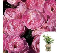 YouGarden Harkness Rose 'Pearl Wedding 30th Wrapped Established Rose in 4 Litre Pot, Ready to Plant, For Pots, Beds, and Borders