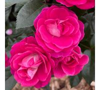 Yougarden Harkness Rose 'perfect Match' , Gift Wrapped Established Plant In 4 Litre Pot, Ready To Plant Magenta Pink Bush Rose, For Patio P