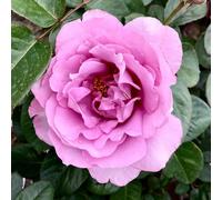 YouGarden Harkness Rose 'Peter Ayliffe', Established Rose in 4 Litre Pot, Ready to Plant, Lilac Shade Rose Strongly Fragrant for Beds, Borders, and Pots
