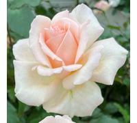YouGarden Harkness Rose 'Platinum 70th Wedding' ®, Established Rose in 4 Litre Pot, Ready to Plant
