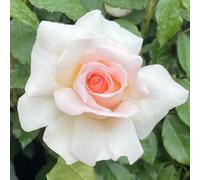 YouGarden Harkness Rose 'Platinum 70th Wedding' ®, Established Rose in 4 Litre Pot, Ready to Plant
