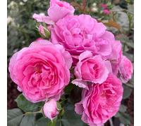 YouGarden Harkness Rose Platinum Jubilee 3L-4L pot