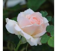 YouGarden Harkness Rose 'Precious Child' 4 Litre Pot, Established Plant, Ready to Grow